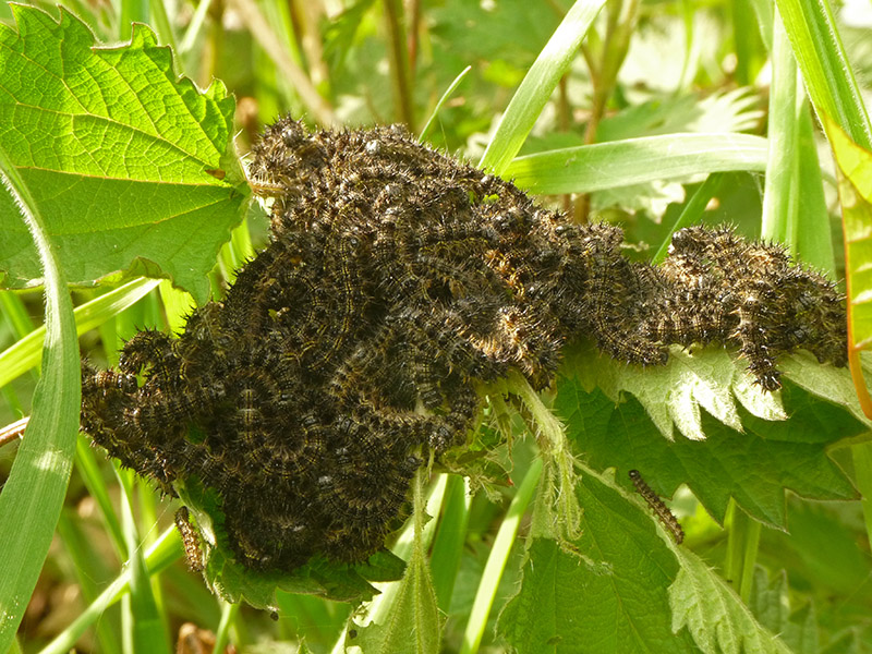 Aglais urticae?  S !